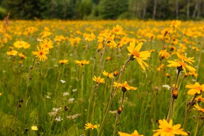 Sommer, Sonne, Erzgebirge